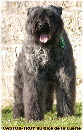 bouvier des flandres du clos de la luette - copyright d&eacute;pos&eacute;